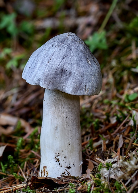 čírovka štipľavá Tricholoma virgatum (Fr.) P. Kumm.