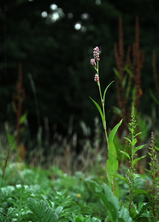 Nahuby Sk Fotografia Hor Iak Brosky Olist Persicaria Maculosa S F Gray