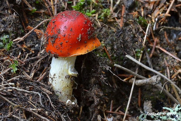 muchotrávka červená holá Amanita muscaria var. aureola (Kalchbr.) Quél.