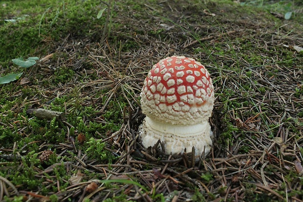 muchotrávka červená Amanita muscaria (L.) Lam.