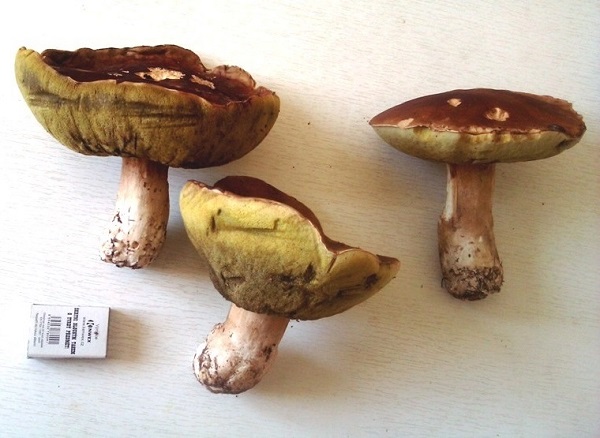 hríb smrekový Boletus edulis Bull.