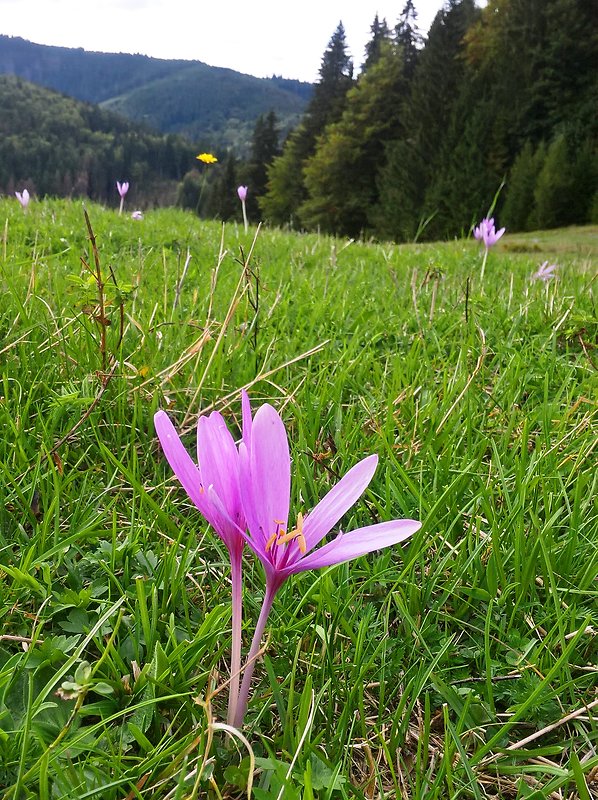 jesienka obyčajná Colchicum autumnale