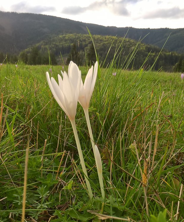 jesienka obyčajná Colchicum autumnale