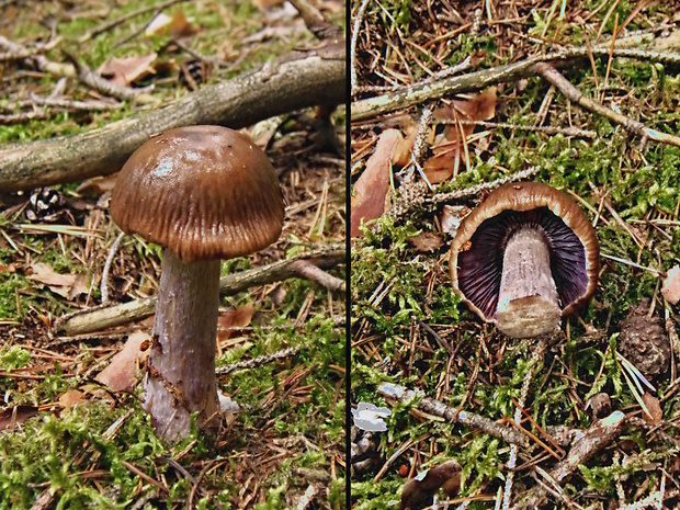 pavučinovec Cortinarius sp.