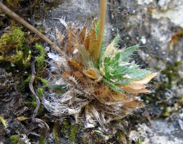 chudôbka drsnoplodá pravá Draba lasiocarpa subsp. lasiocarpa