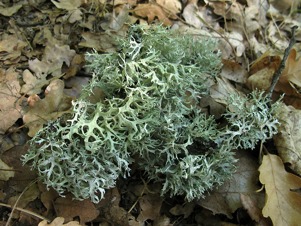 konárnik slivkový Evernia prunastri (L.) Ach.