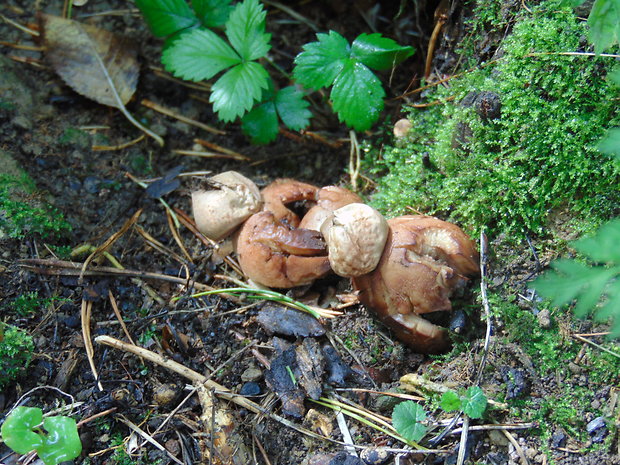 hviezdovka červenkastá Geastrum rufescens Pers.