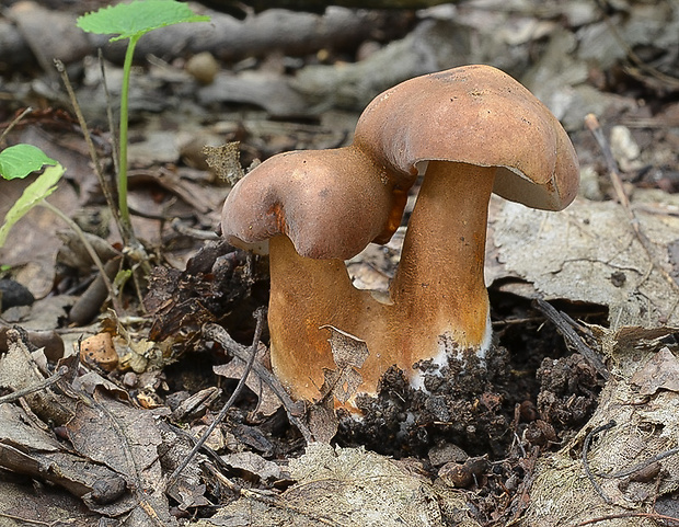 hríbnik gaštanovohnedý Gyroporus castaneus (Bull.) Quél.