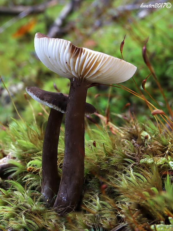 rýdzik čiernozamatový Lactarius lignyotus Fr.