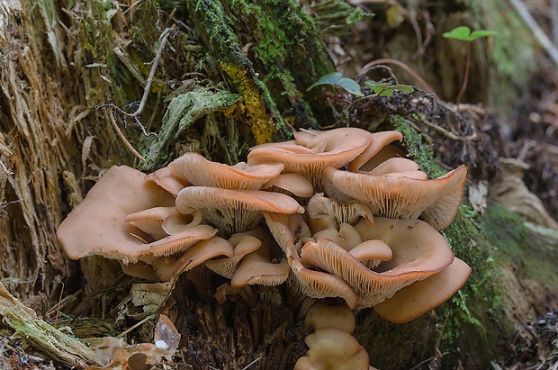 húževnatček ulitovitý Lentinellus cochleatus (Pers.) P. Karst.