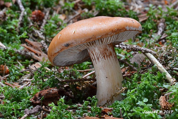 bielopavučinovec hľuznatý Leucocortinarius bulbiger (Alb. & Schwein.) Singer