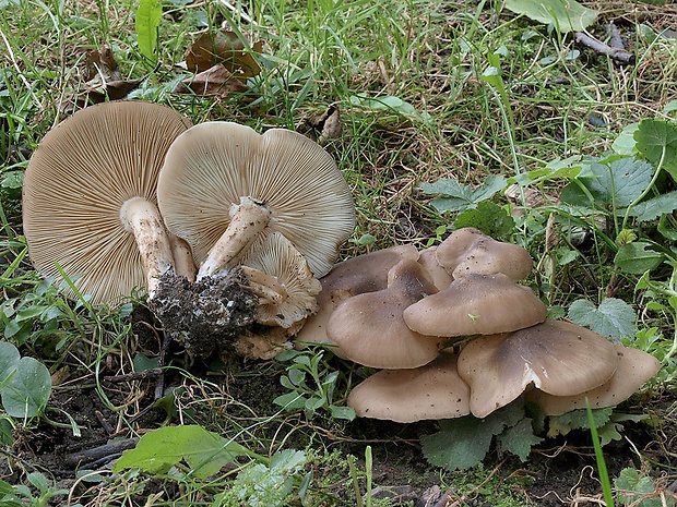 strmulec nakopený Lyophyllum decastes (Fr.) Singer