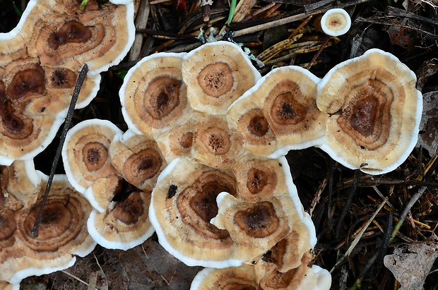 korkovec čiaškovitý Phellodon tomentosus (L.) Banker