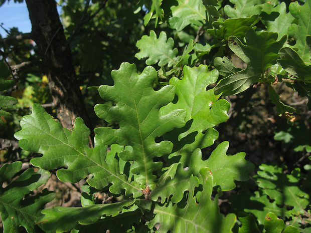 dub balkánsky Quercus frainetto