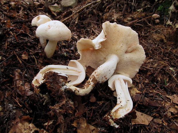 peniazovka škvrnitá Rhodocollybia maculata (Alb. & Schwein.) Singer