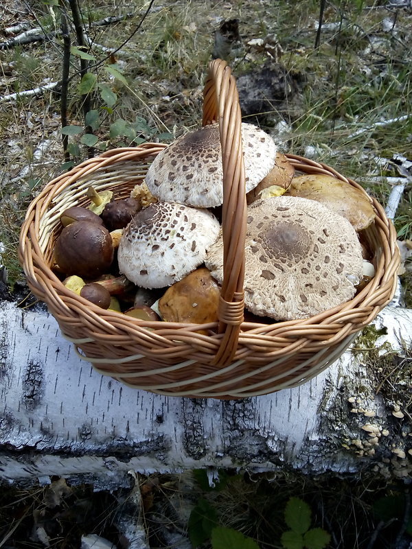 masliak Suillus sp.