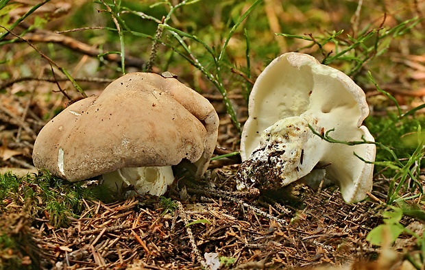 krásnopórovec ovčí Albatrellus ovinus (Schaeff.) Kotl. & Pouzar