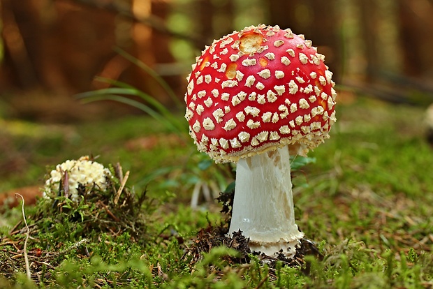 muchotrávka červená Amanita muscaria (L.) Lam.