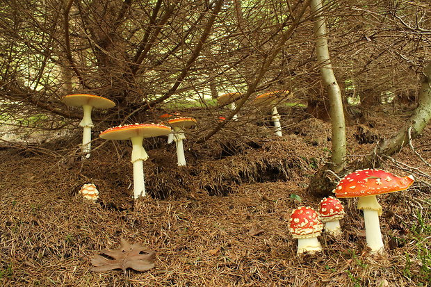 muchotrávka červená Amanita muscaria (L.) Lam.