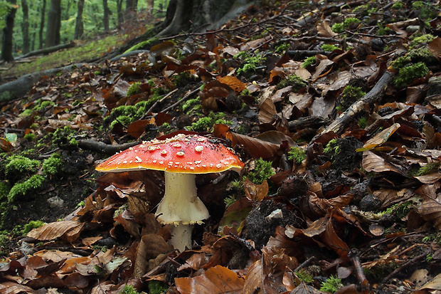 muchotrávka červená Amanita muscaria (L.) Lam.