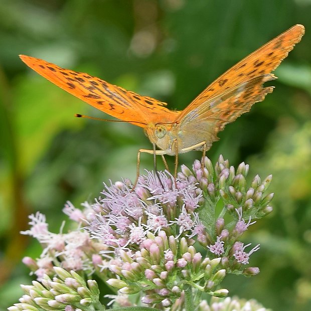 perlovec striebristopásavý Argynnis paphia Linnaeus, 1758