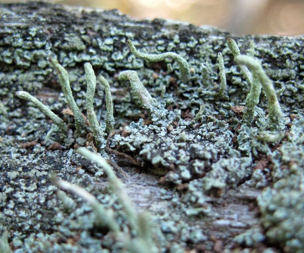 dutohlávka končistá Cladonia coniocraea (Flörke) Spreng.