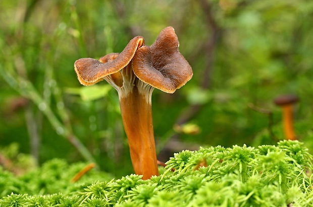 kuriatko lievikovité Craterellus tubaeformis (Fr.) Quél.