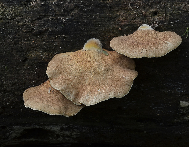 pahliva šafranová Crepidotus crocophyllus (Berk.) Sacc.