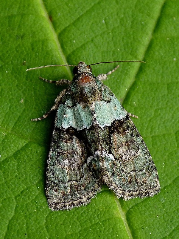 lišajníkovka lipová Cryphia algae