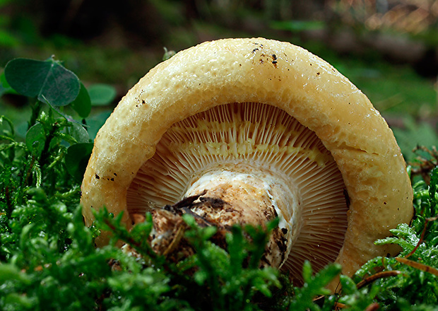 rýdzik rapavý Lactarius scrobiculatus (Scop.) Fr.