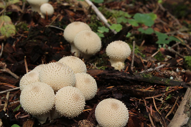 prášnica bradavičnatá Lycoperdon perlatum Pers.