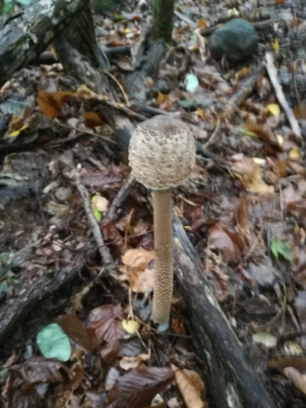 bedľa vysoká Macrolepiota procera (Scop.) Singer