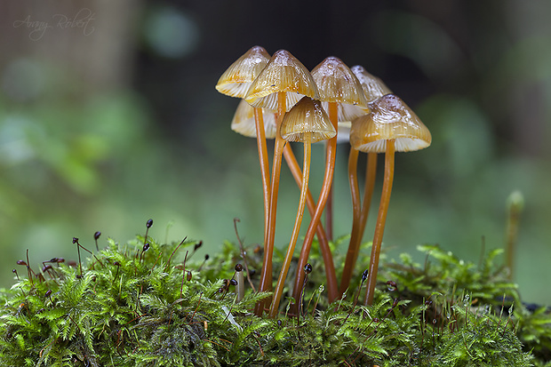 prilbička šafranová Mycena crocata (Schrad.) P. Kumm.