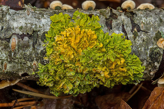 diskovník múrový Xanthoria parietina var. parietina (L.) Th. Fr.