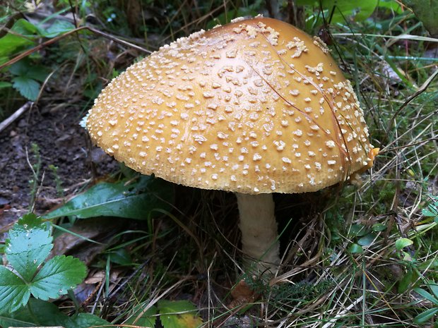 muchotrávka tigrovaná jedľová Amanita abietum E.-J. Gilbert