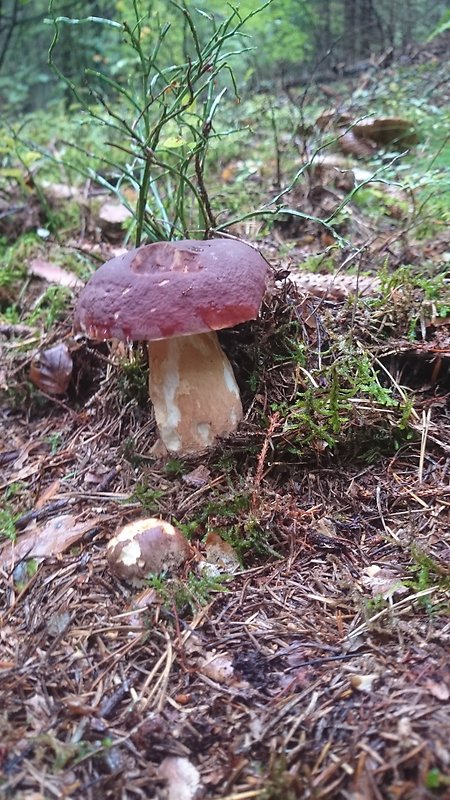 hríb sosnový Boletus pinophilus Pil. et Dermek in Pil.