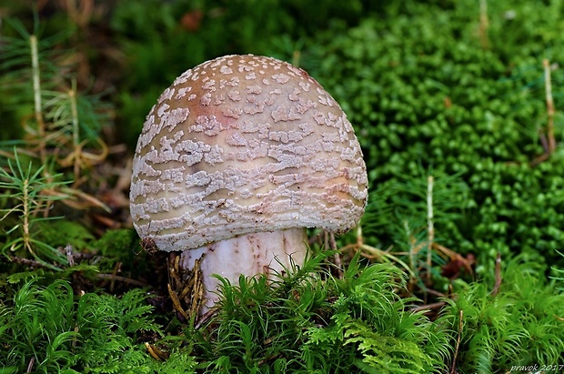 muchotrávka červenkastá Amanita rubescens Pers.