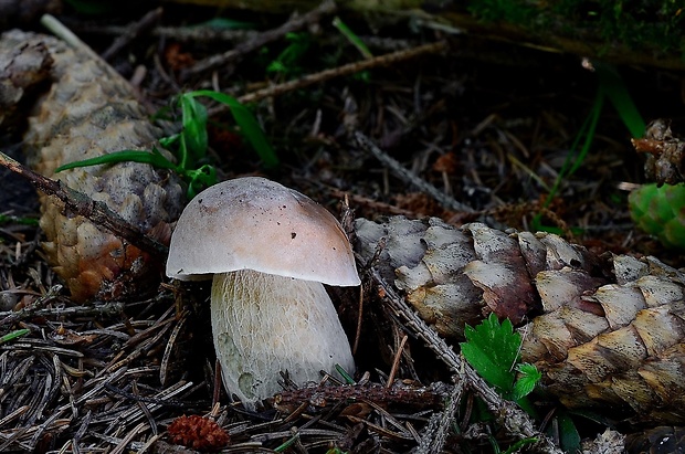 hríb smrekový Boletus edulis Bull.