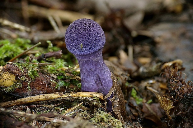 pavučinovec hercýnsky Cortinarius hercynicus (Pers.) M.M. Moser