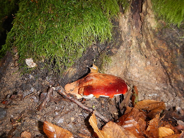 pečeňovec dubový Fistulina hepatica (Schaeff.) With.