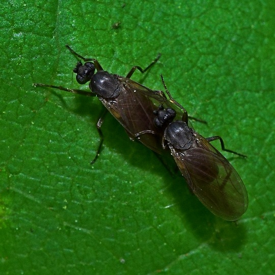 hrbáčka Gymnophora nigripennis Schmitz, 1926