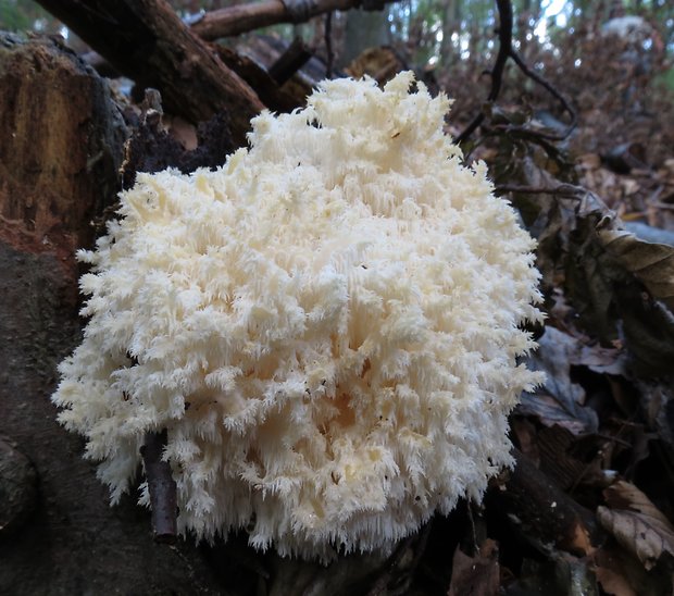 koralovec bukový Hericium coralloides (Scop.) Pers.