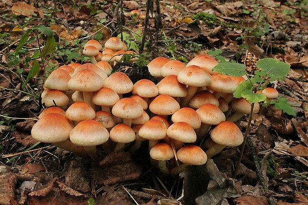 strapcovka tehlovočervená Hypholoma lateritium (Schaeff.) P. Kumm.