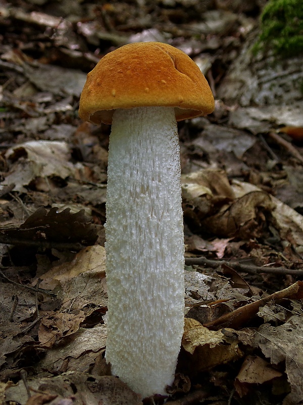 kozák osikový Leccinum albostipitatum den Bakker & Noordel.