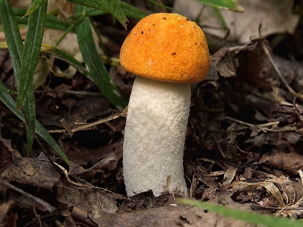 kozák osikový Leccinum albostipitatum den Bakker & Noordel.