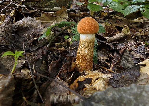 kozák Leccinum sp.