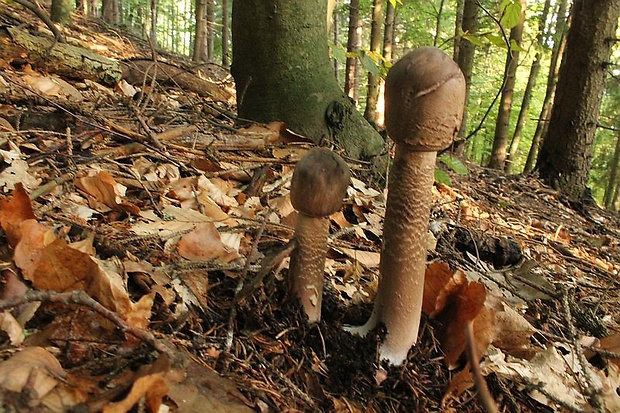 bedľa vysoká Macrolepiota procera (Scop.) Singer