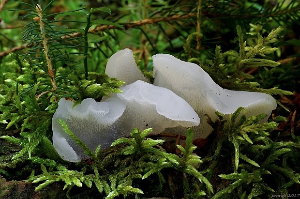 pajelenka želatínová Pseudohydnum gelatinosum (Scop.) P. Karst.