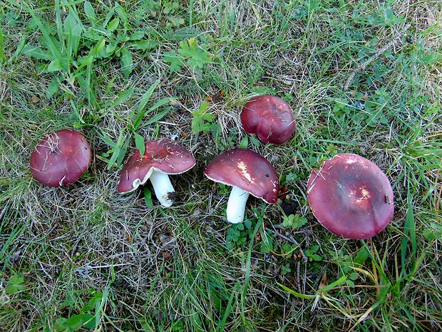 plávka Russula sp.