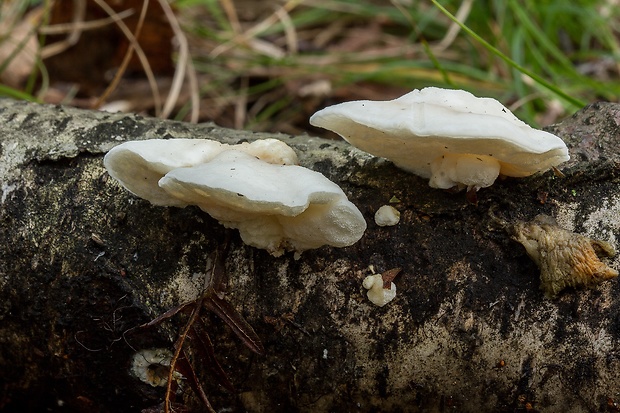 tvarohovec belostný Tyromyces chioneus (Fr.) P. Karst.